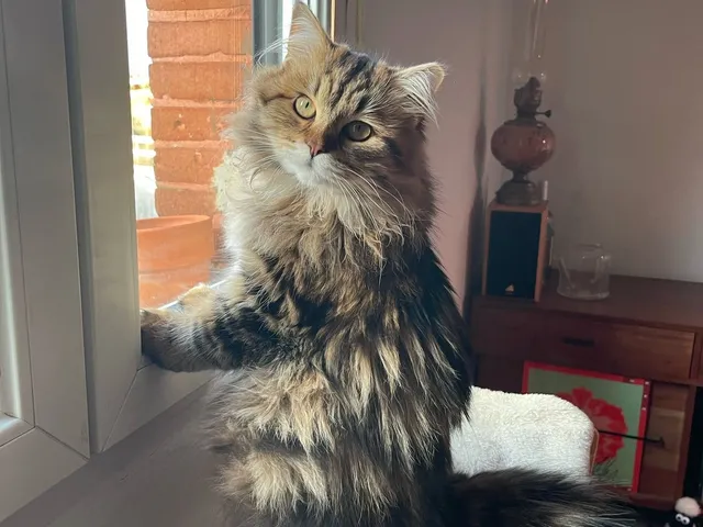 Moka, chaton Sibérien