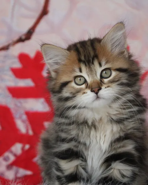 Moka, chaton Sibérien