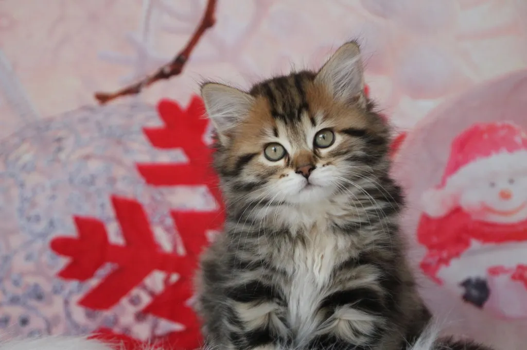 Moka, chaton Sibérien