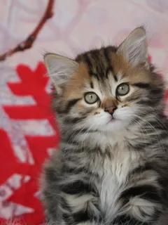 Moka, chaton Sibérien
