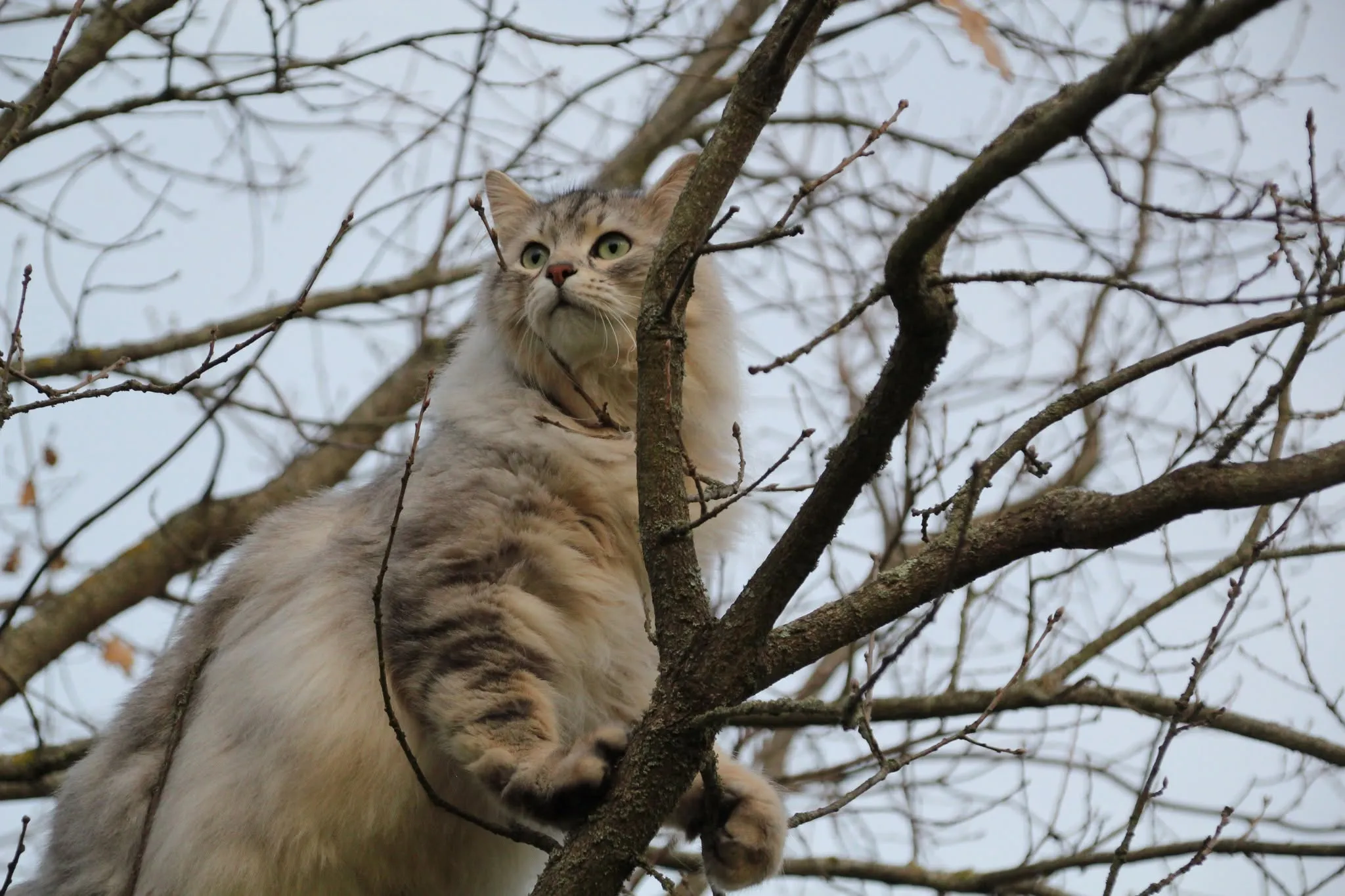 Photographie de Satoshi EOZ (11)