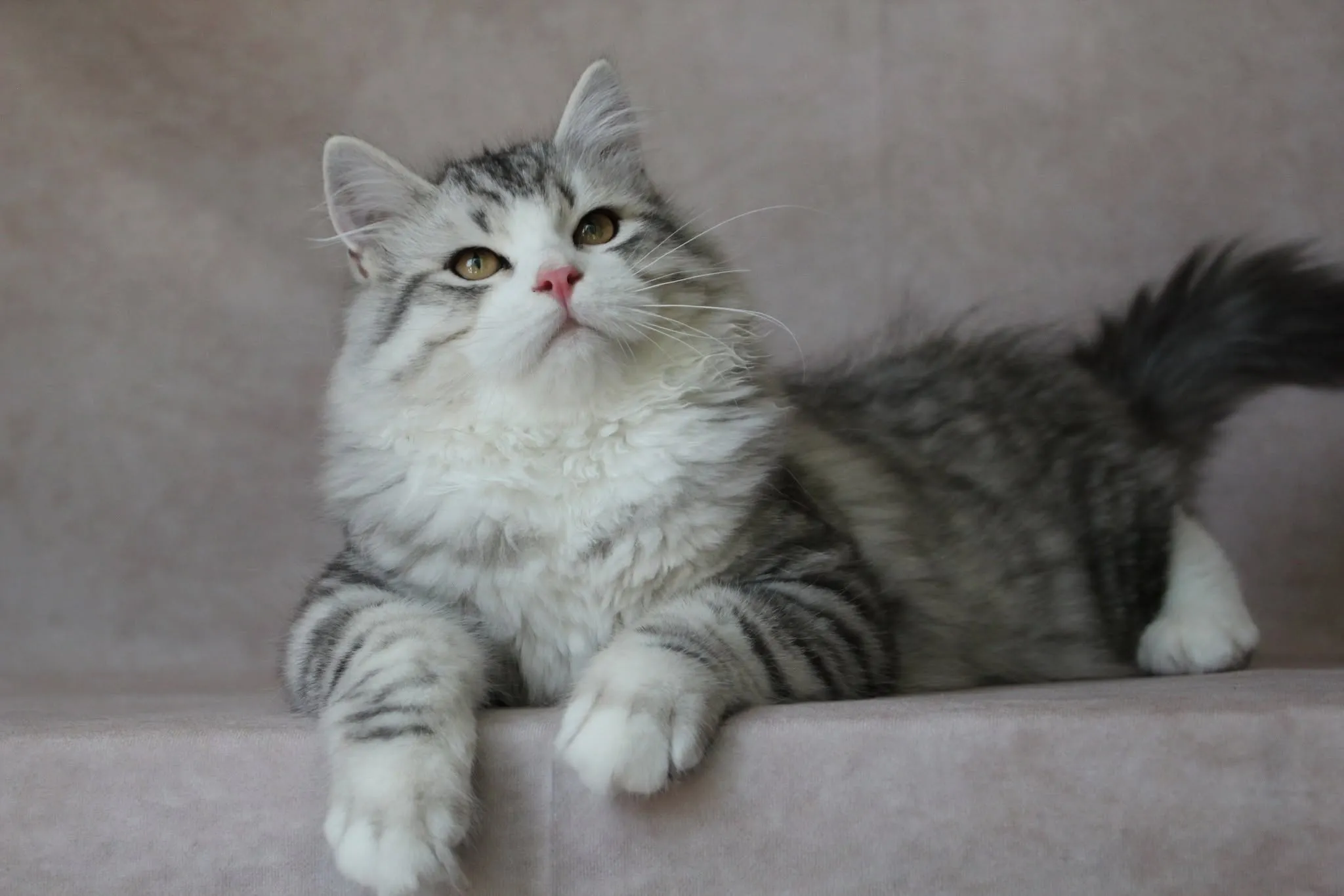 Photographie de Sunny (7)
