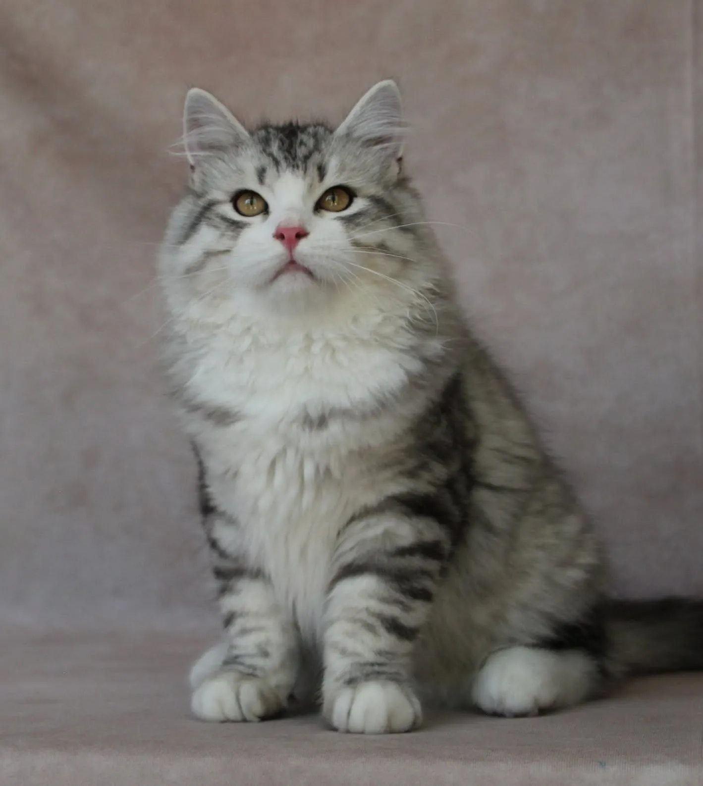 Portrait principal de Sunny