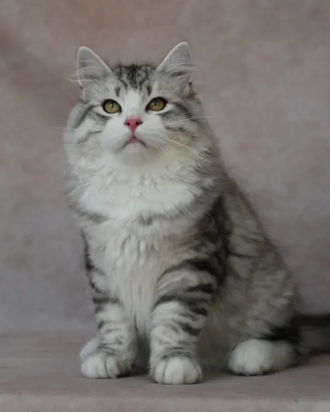 Photographie de Sunny