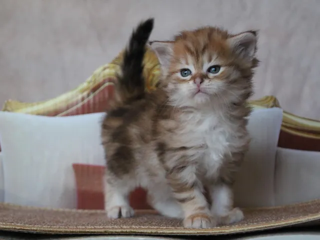 Taly, chaton Sibérien