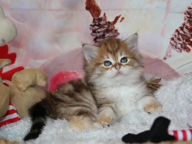Taly, chaton Sibérien