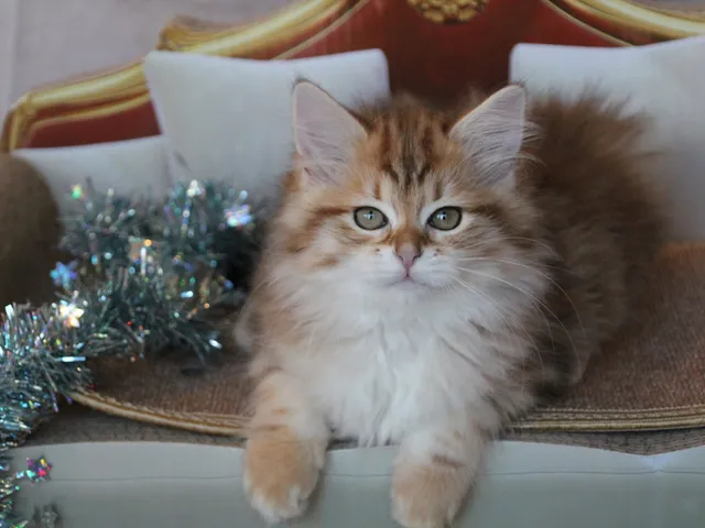 Taly, chaton Sibérien
