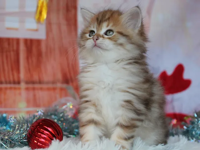Taly, chaton Sibérien