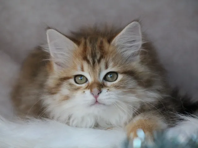 Taly, chaton Sibérien