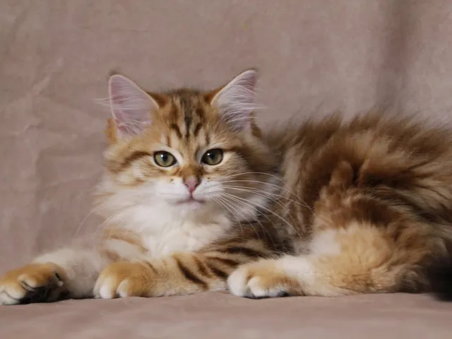 Taly, chaton Sibérien