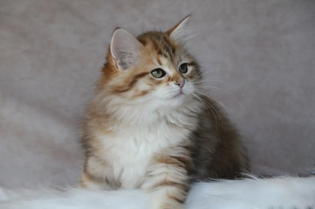 Taly, chaton Sibérien