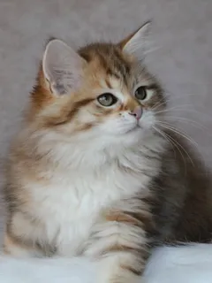 Taly, chaton Sibérien