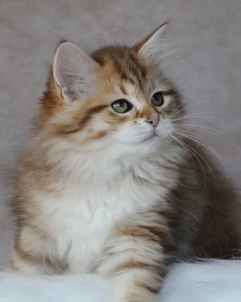 Taly, chaton Sibérien