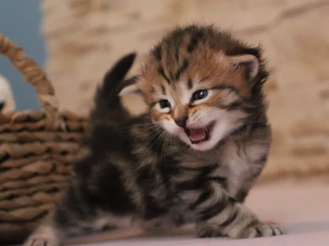 Taz, chaton Sibérien