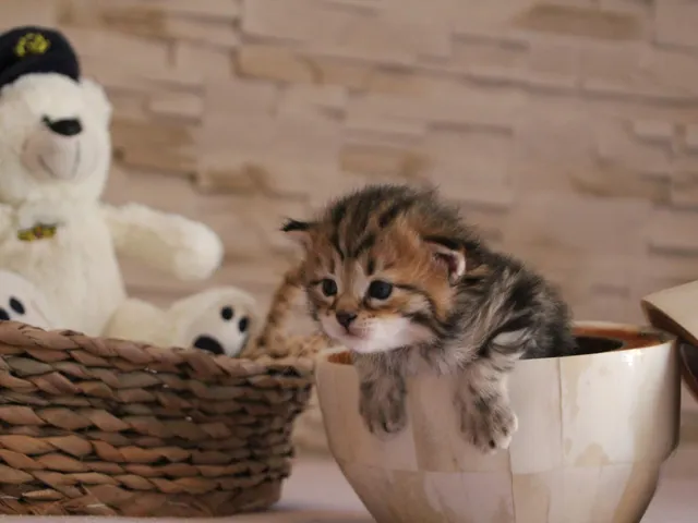 Taz, chaton Sibérien