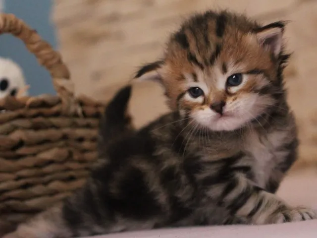 Taz, chaton Sibérien