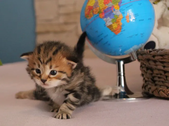 Taz, chaton Sibérien