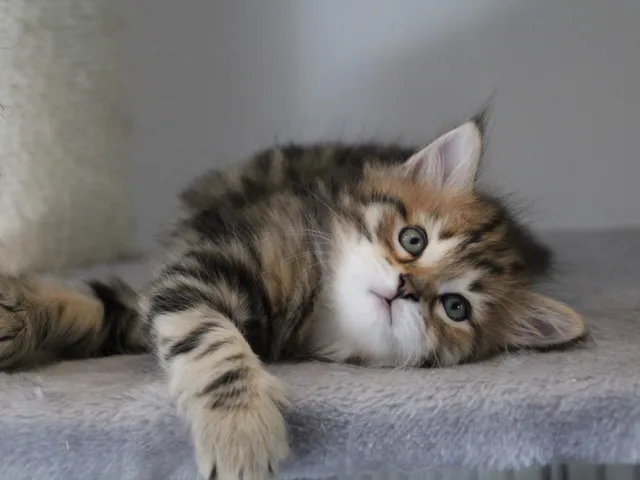 Taz, chaton Sibérien