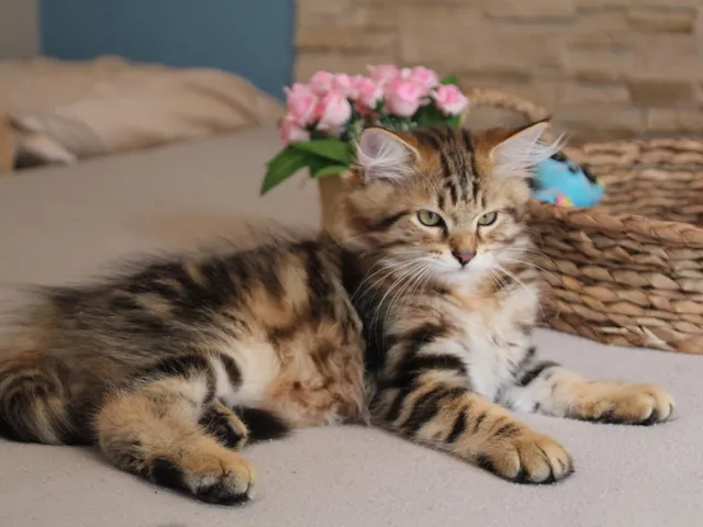 Taz, chaton Sibérien