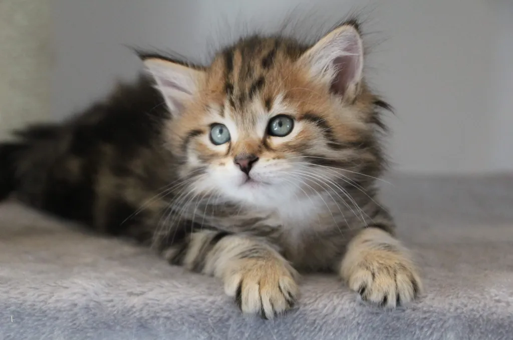 Taz, chaton Sibérien