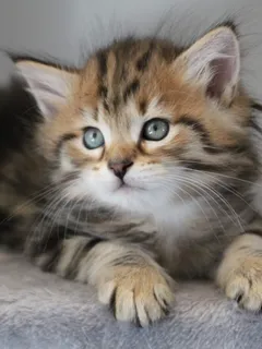 Taz, chaton Sibérien