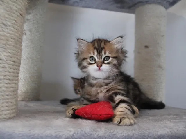 Tess, chaton Sibérien
