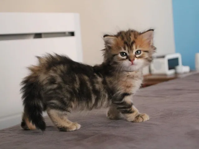 Tess, chaton Sibérien