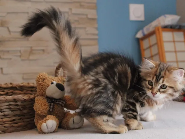 Tess, chaton Sibérien