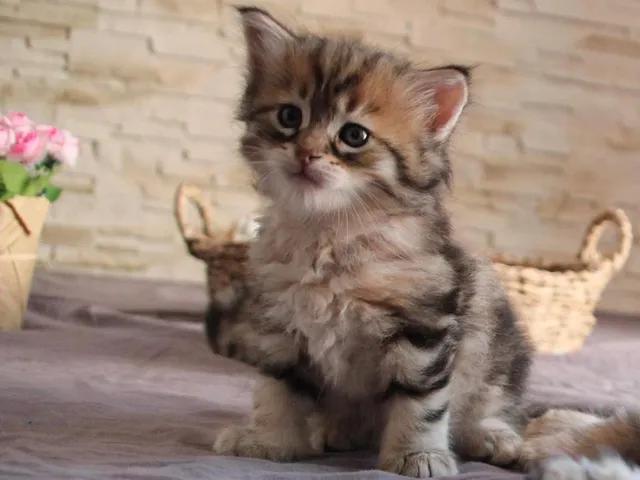 Tess, chaton Sibérien