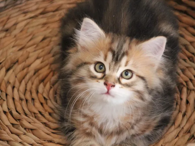 Tess, chaton Sibérien