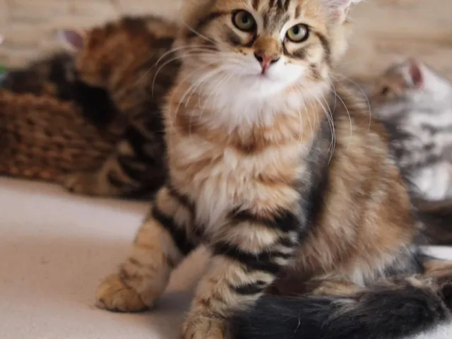 Tess, chaton Sibérien