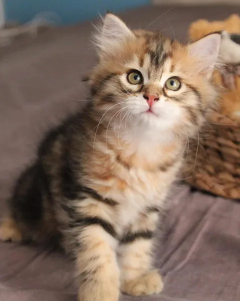 Tess, chaton Sibérien