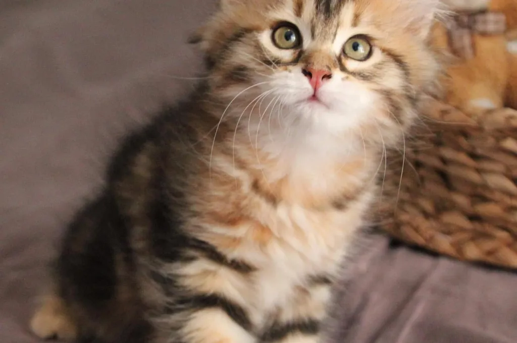 Tess, chaton Sibérien