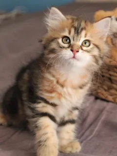 Tess, chaton Sibérien