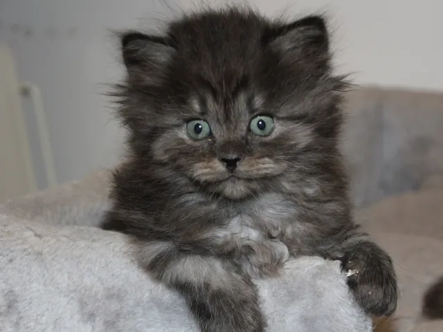 Thadeus, chaton Sibérien