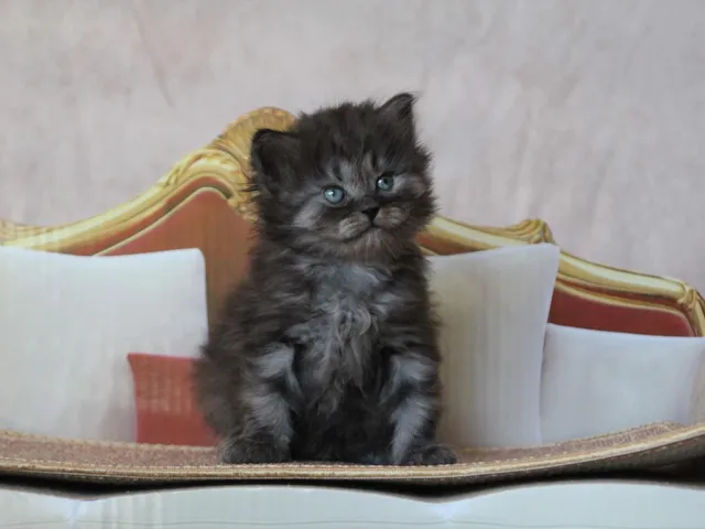 Thadeus, chaton Sibérien