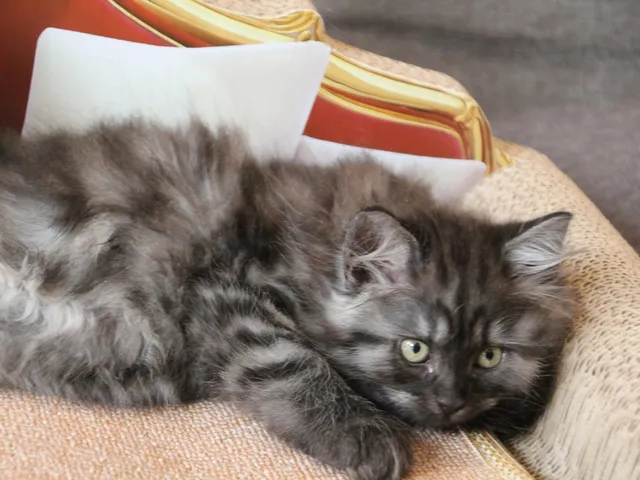 Thadeus, chaton Sibérien