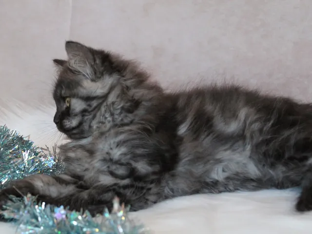 Thadeus, chaton Sibérien