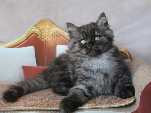 Thadeus, chaton Sibérien