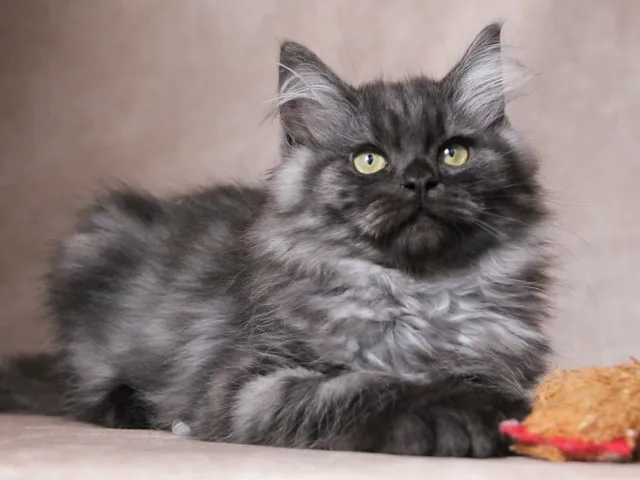 Thadeus, chaton Sibérien