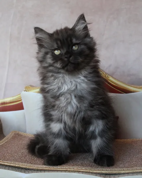 Thadeus, chaton Sibérien