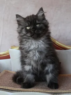Thadeus, chaton Sibérien
