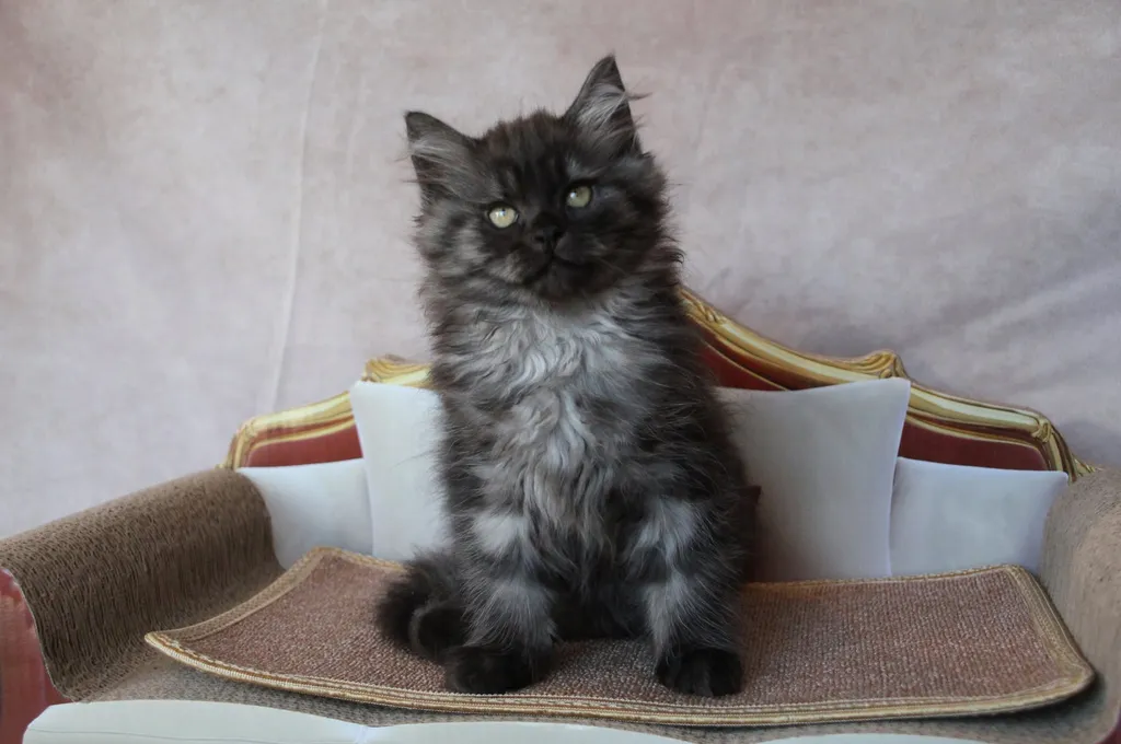 Thadeus, chaton Sibérien