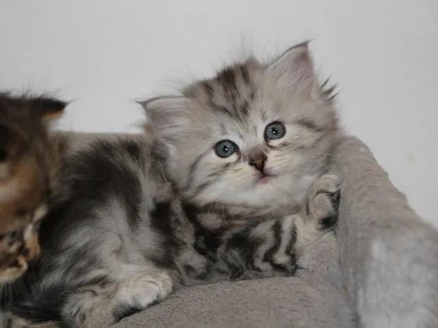 Thelya, chaton Sibérien