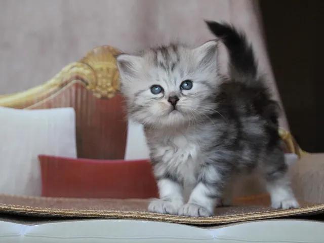 Thelya, chaton Sibérien