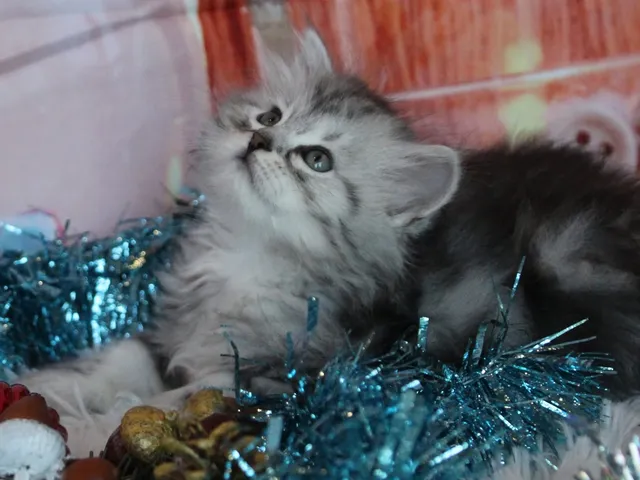 Thelya, chaton Sibérien