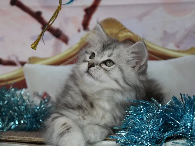 Thelya, chaton Sibérien