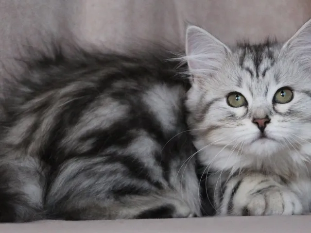 Thelya, chaton Sibérien