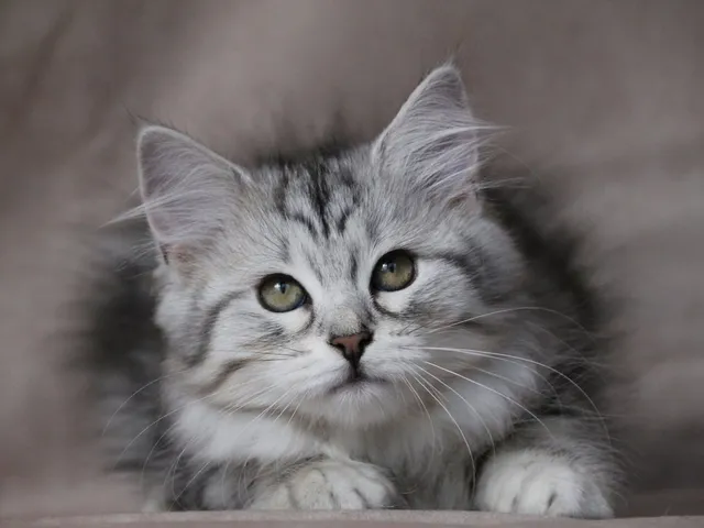 Thelya, chaton Sibérien