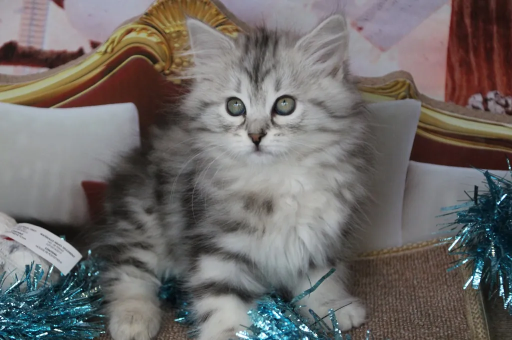 Thelya, chaton Sibérien